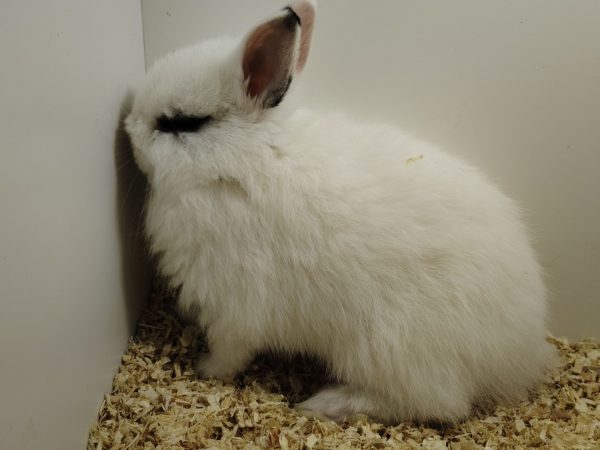 Conejo Toy Hotot Hembra - Imagen 4