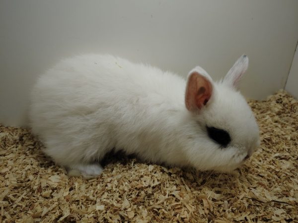 Conejo Toy Hotot Hembra - Imagen 5