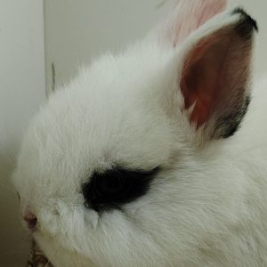 Conejo Toy Hotot Hembra