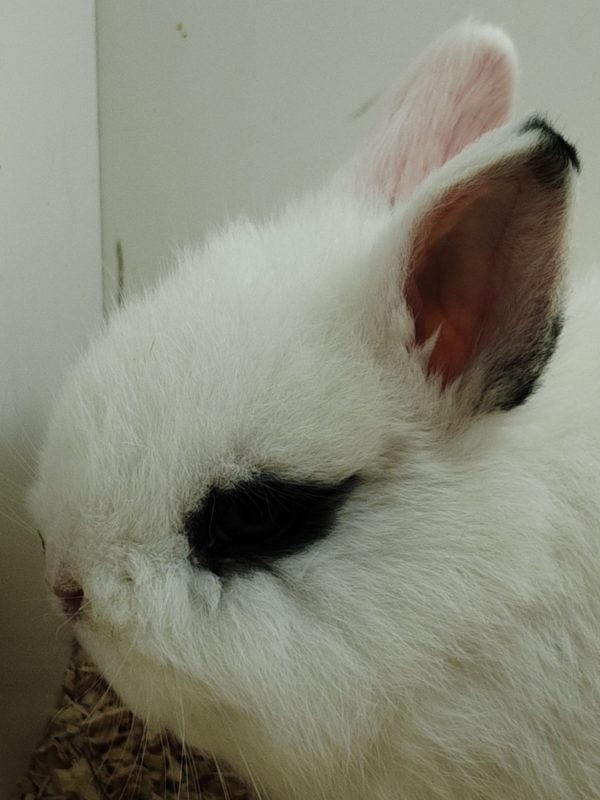 Conejo Toy Hotot Hembra