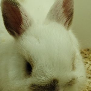 Conejo Toy Blanco y Marrón Macho