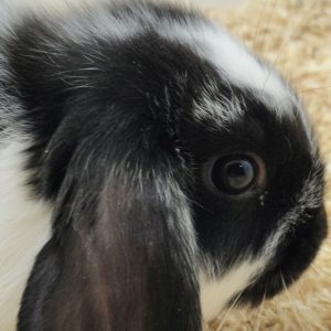 Conejo Belier Mini Loop Negro y Blanco Macho