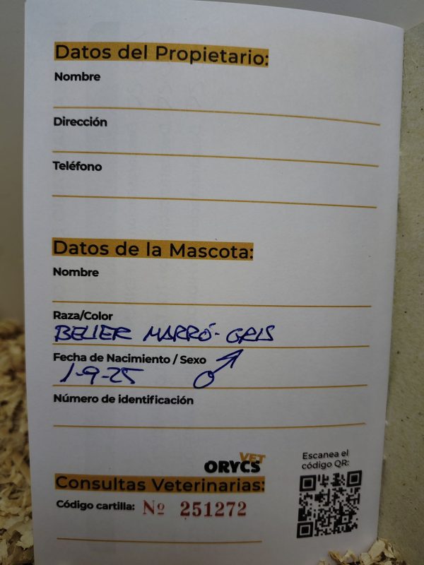 Conejo Belier Mini Loop Marrón y Gris Macho - Imagen 2