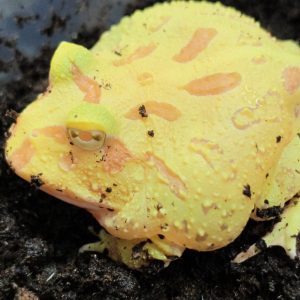 Ceratophrys cranwelli ALBINO