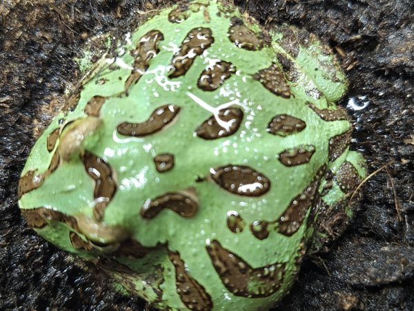 Ceratophrys cranwelli VERDE - Imagen 5