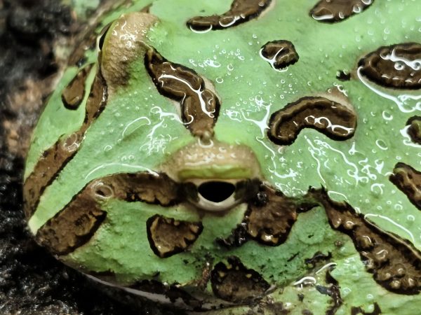Ceratophrys cranwelli VERDE