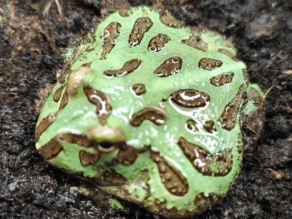 Ceratophrys cranwelli VERDE - Imagen 6