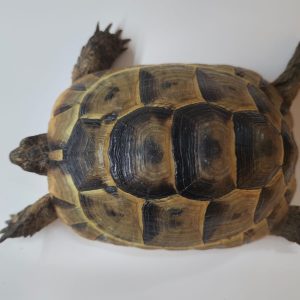 TESTUDO GRAECA IBERA ANATOLIAN 0.1 Hembra