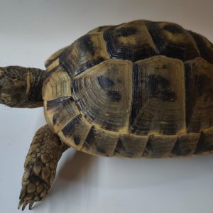 TESTUDO GRAECA IBERA ANATOLIAN 0.1 Hembra