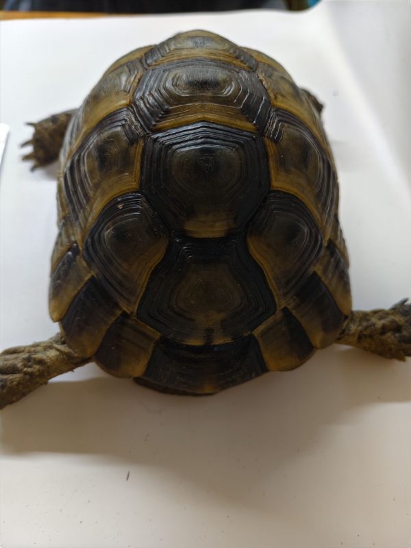 TESTUDO GRAECA IBERA ANATOLIAN 1.0 Macho - Imagen 2