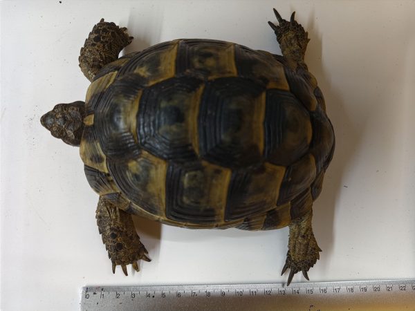 TESTUDO GRAECA IBERA ANATOLIAN 1.0 Macho - Imagen 3