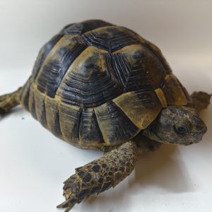 TESTUDO GRAECA IBERA ANATOLIAN 1.0 Macho