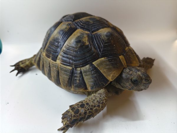 TESTUDO GRAECA IBERA ANATOLIAN 1.0 Macho