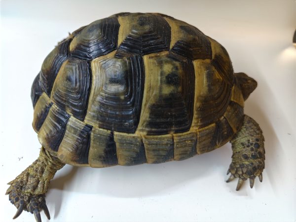 TESTUDO GRAECA IBERA ANATOLIAN 1.0 Macho - Imagen 4