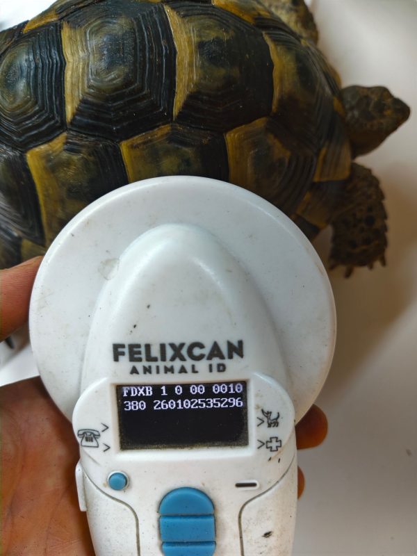 TESTUDO GRAECA IBERA ANATOLIAN 1.0 Macho - Imagen 5