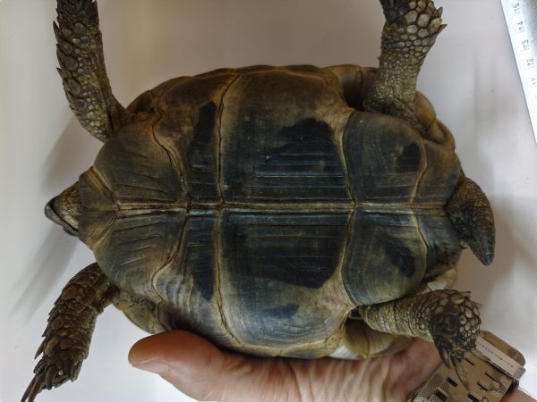 TESTUDO GRAECA IBERA ANATOLIAN 1.0 Macho - Imagen 6