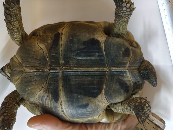 TESTUDO GRAECA IBERA ANATOLIAN 1.0 Macho - Imagen 7