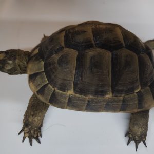 TESTUDO GRAECA IBERA ANATOLIAN 0.1 Hembra