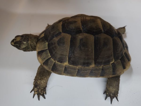 TESTUDO GRAECA IBERA ANATOLIAN 0.1 Hembra