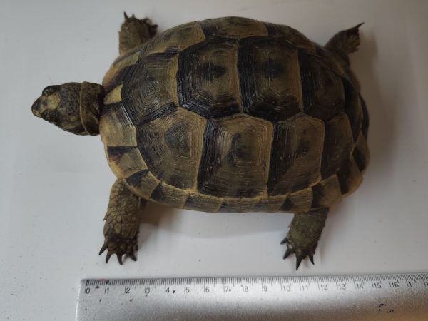TESTUDO GRAECA IBERA ANATOLIAN 0.1 Hembra - Imagen 3