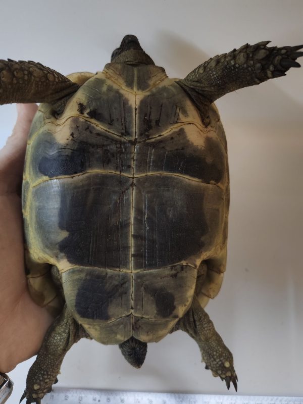 TESTUDO GRAECA IBERA ANATOLIAN 0.1 Hembra - Imagen 5