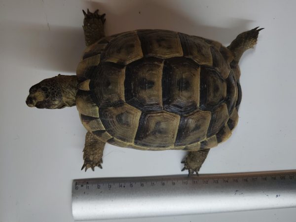 TESTUDO GRAECA IBERA ANATOLIAN 0.1 Hembra - Imagen 7