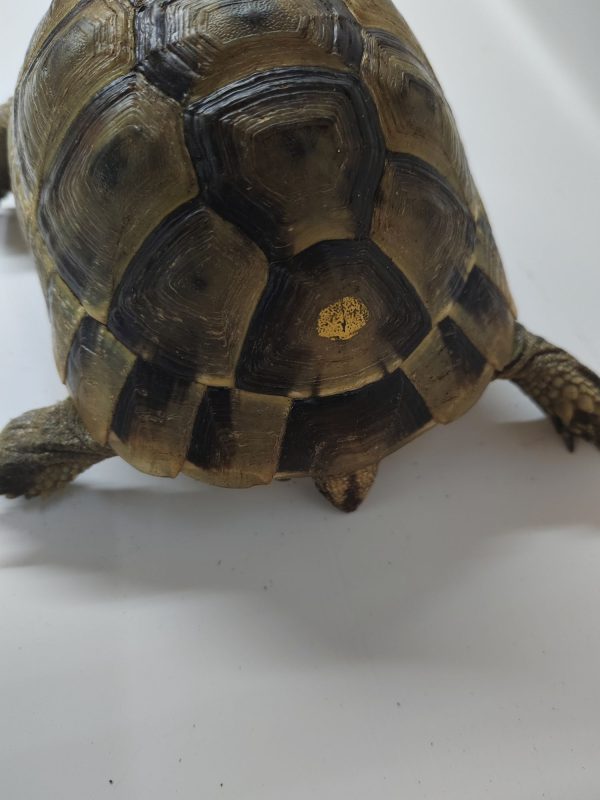 TESTUDO GRAECA IBERA 1.0 Macho - Imagen 2