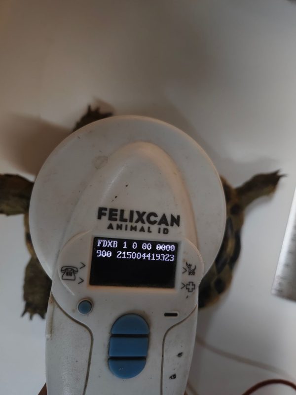 TESTUDO GRAECA IBERA 1.0 Macho - Imagen 3