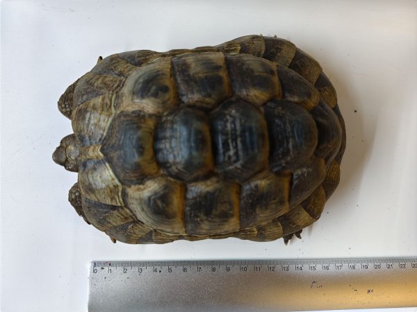 TESTUDO GRAECA IBERA 1.0 Macho - Imagen 4