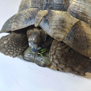 TESTUDO GRAECA IBERA 1.0 Macho