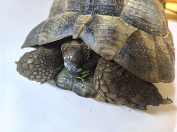 TESTUDO GRAECA IBERA 1.0 Macho