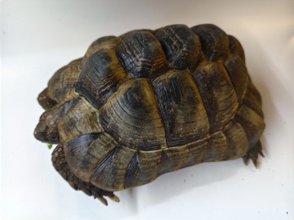 TESTUDO GRAECA IBERA 1.0 Macho - Imagen 5