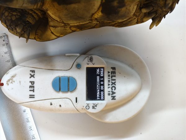 TESTUDO GRAECA IBERA 1.0 Macho - Imagen 7