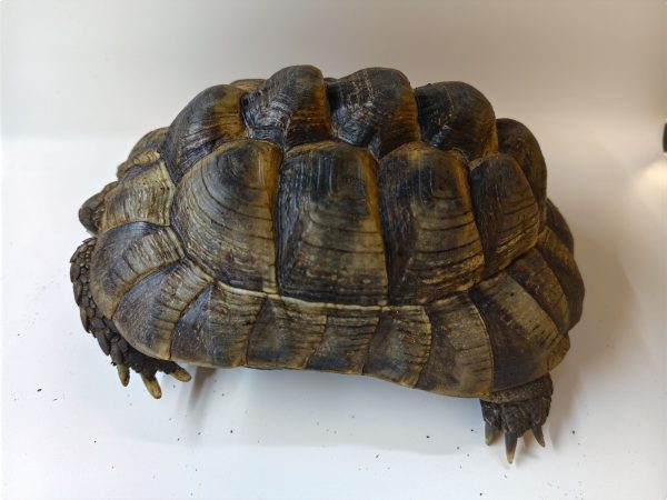 TESTUDO GRAECA IBERA 1.0 Macho - Imagen 6