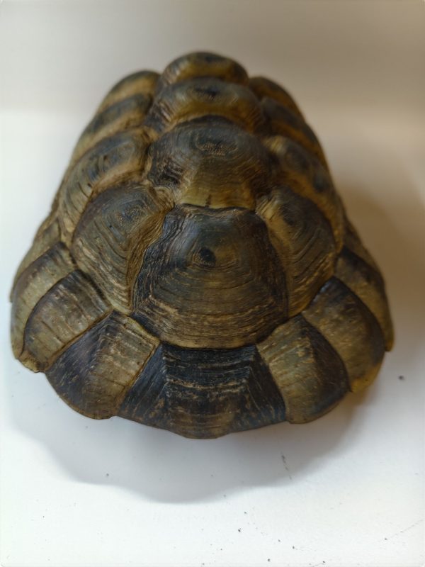 TESTUDO GRAECA IBERA 1.0 Macho - Imagen 8