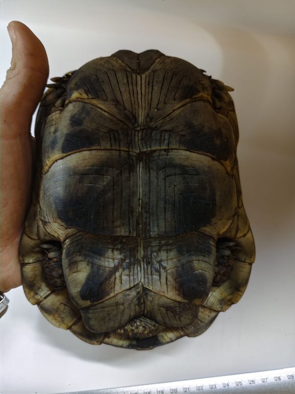 TESTUDO GRAECA IBERA 1.0 Macho - Imagen 9