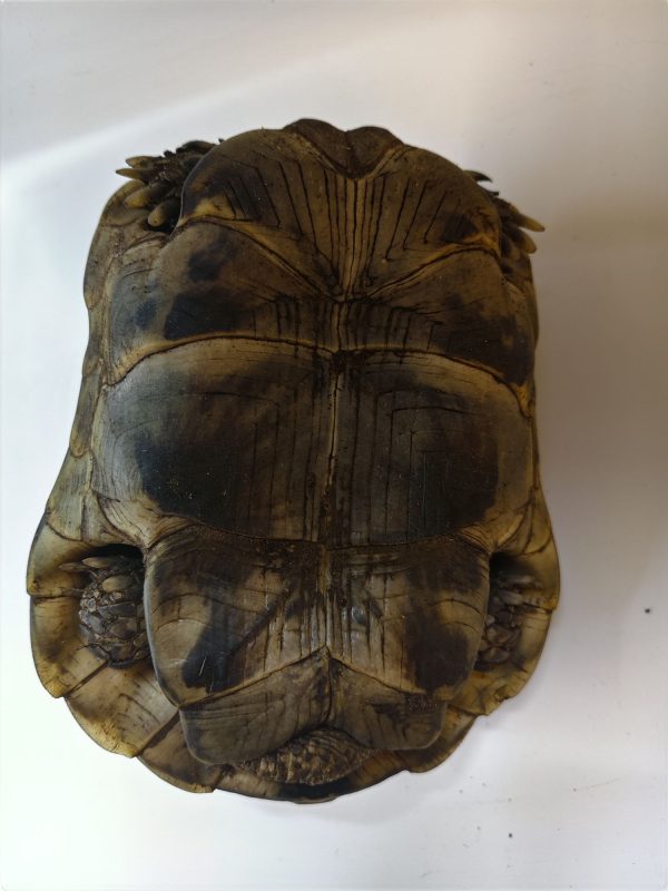 TESTUDO GRAECA IBERA 1.0 Macho - Imagen 10