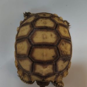 GEOCHELONE SULCATA