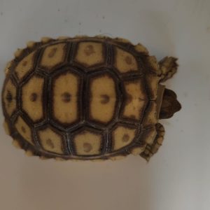 GEOCHELONE SULCATA