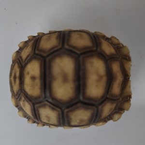 GEOCHELONE SULCATA