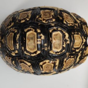 STIGMOCHELYS PARDALIS