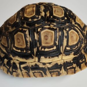 STIGMOCHELYS PARDALIS