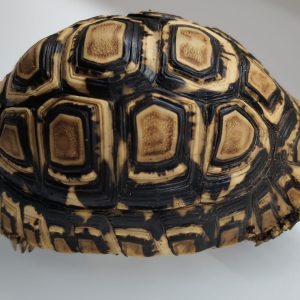 STIGMOCHELYS PARDALIS