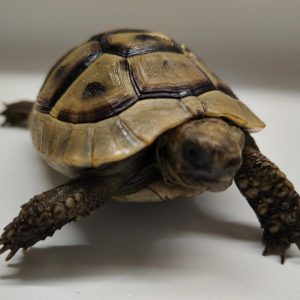 TESTUDO GRAECA IBERA