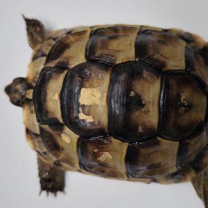 TESTUDO GRAECA IBERA