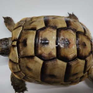 TESTUDO GRAECA IBERA