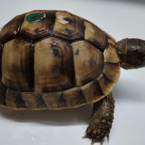 TESTUDO GRAECA IBERA