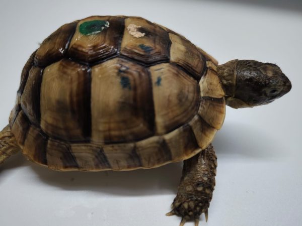 TESTUDO GRAECA IBERA