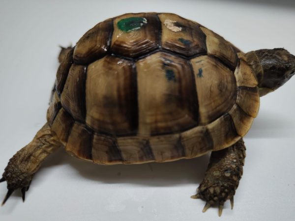 TESTUDO GRAECA IBERA - Imagen 2