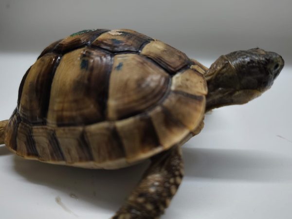 TESTUDO GRAECA IBERA - Imagen 3